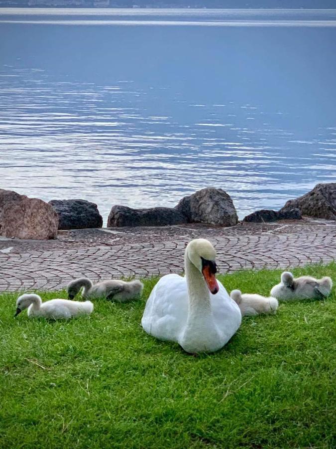 Garda Dreams Apartment Torri Del Benaco Dış mekan fotoğraf